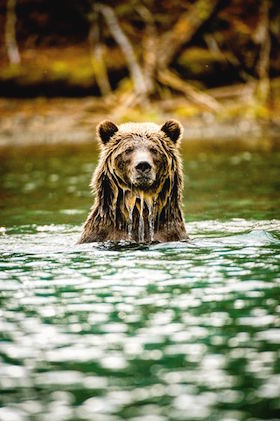 151013 I Jumbo Wild Copyright S Oglec2015 Patagonia Inc. 