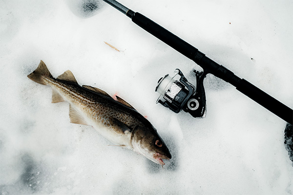 05 lyngen lotterie no134