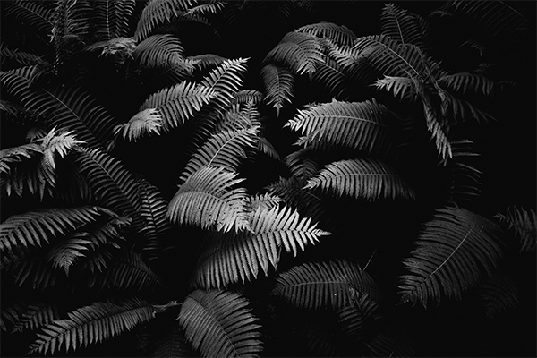 Daniel Niederkofler - Fotofolio
